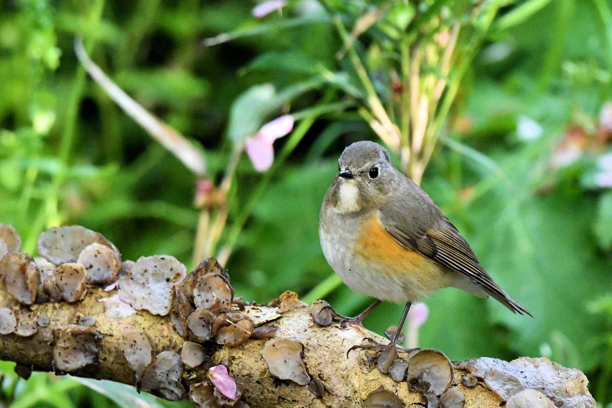 Red-flanked Bluetail