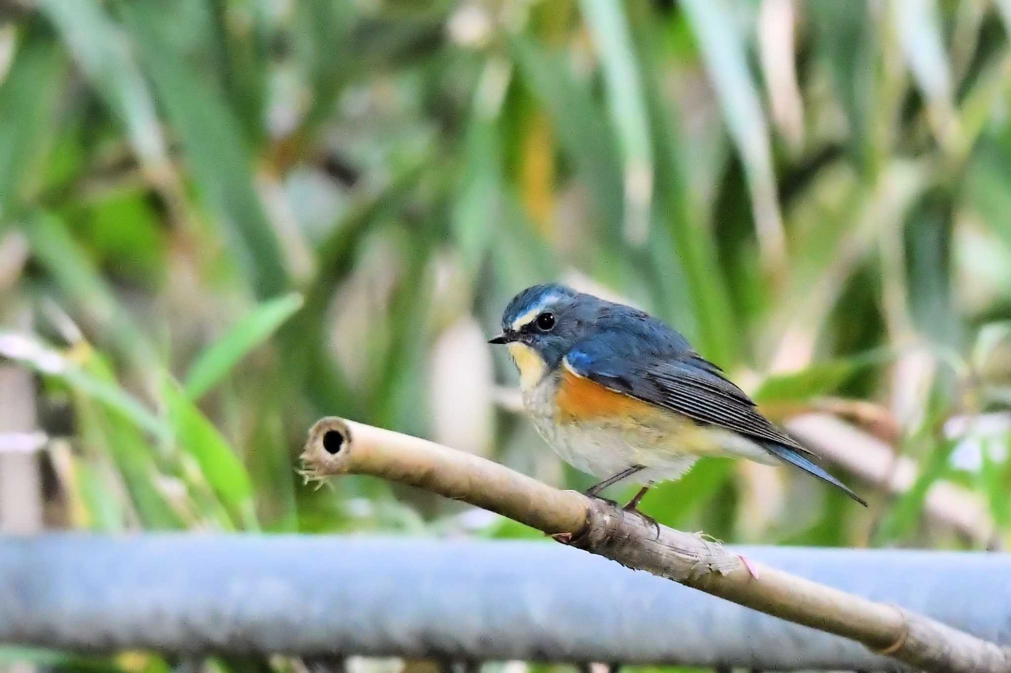 Red-flanked Bluetail