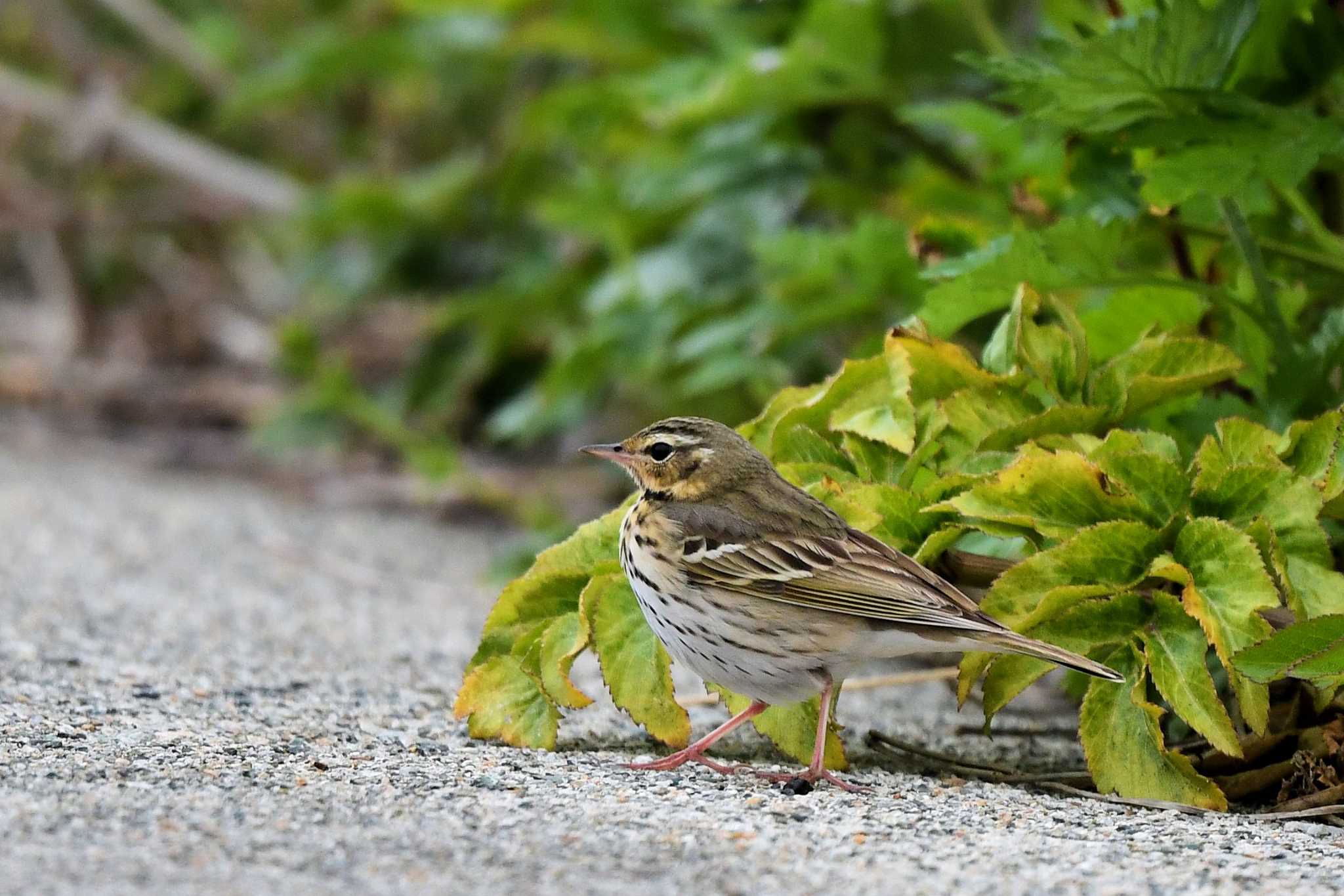 Olive-backed Pipit