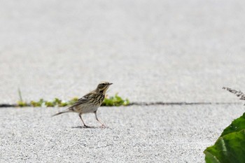 Tree Pipit Hegura Island Tue, 4/23/2019