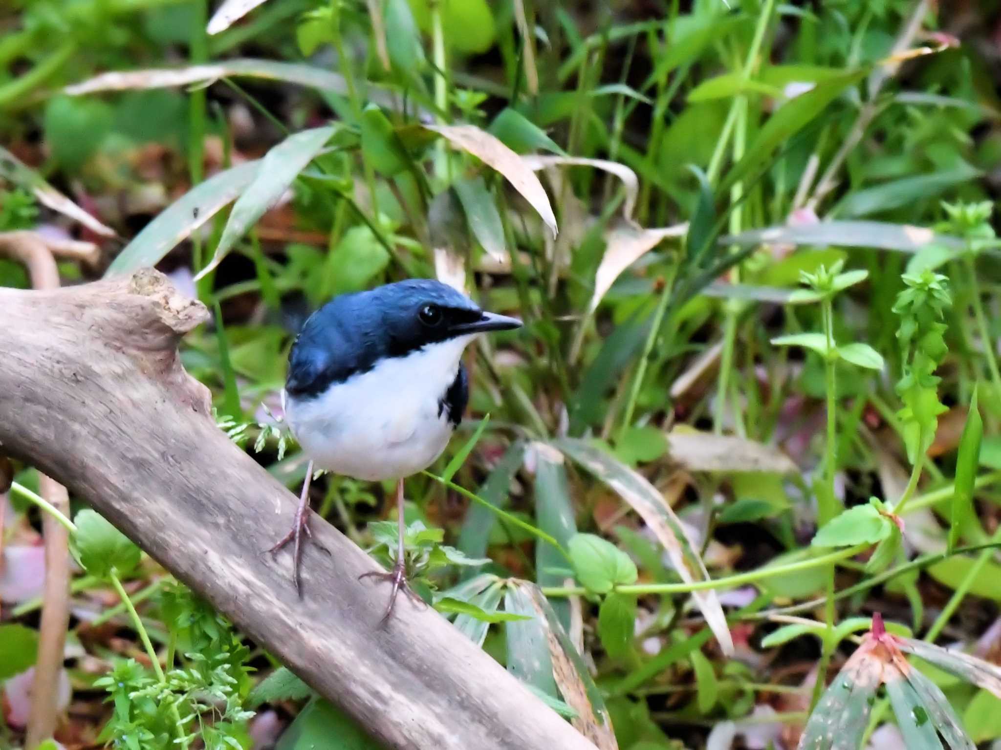 Siberian Blue Robin