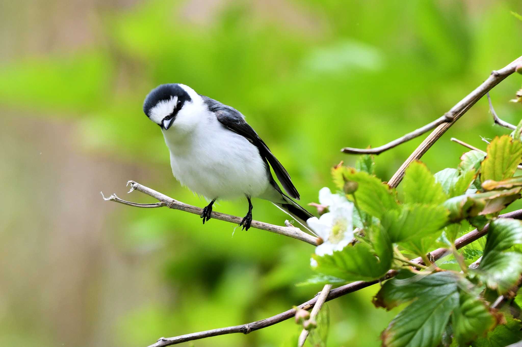 Ashy Minivet