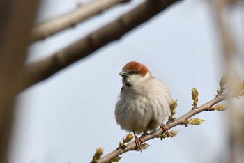 Russet Sparrow Awashima Island Sun, 4/28/2019