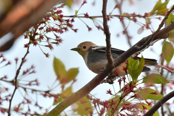 Chestnut-cheeked Starling Awashima Island Mon, 4/29/2019