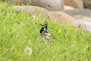 Fri, 5/3/2019 Birding report at Hama-rikyu Gardens