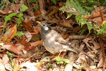 ムクドリ 浜離宮恩賜庭園 2019年5月3日(金)