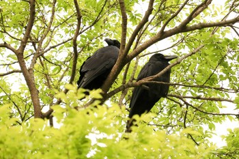 ハシブトガラス 浜離宮恩賜庭園 2019年5月3日(金)