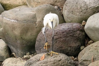 コサギ 浜離宮恩賜庭園 2019年5月3日(金)