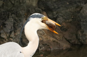 アオサギ 浜離宮恩賜庭園 2019年5月3日(金)