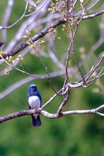 Blue-and-white Flycatcher 栃木県民の森 Fri, 5/3/2019