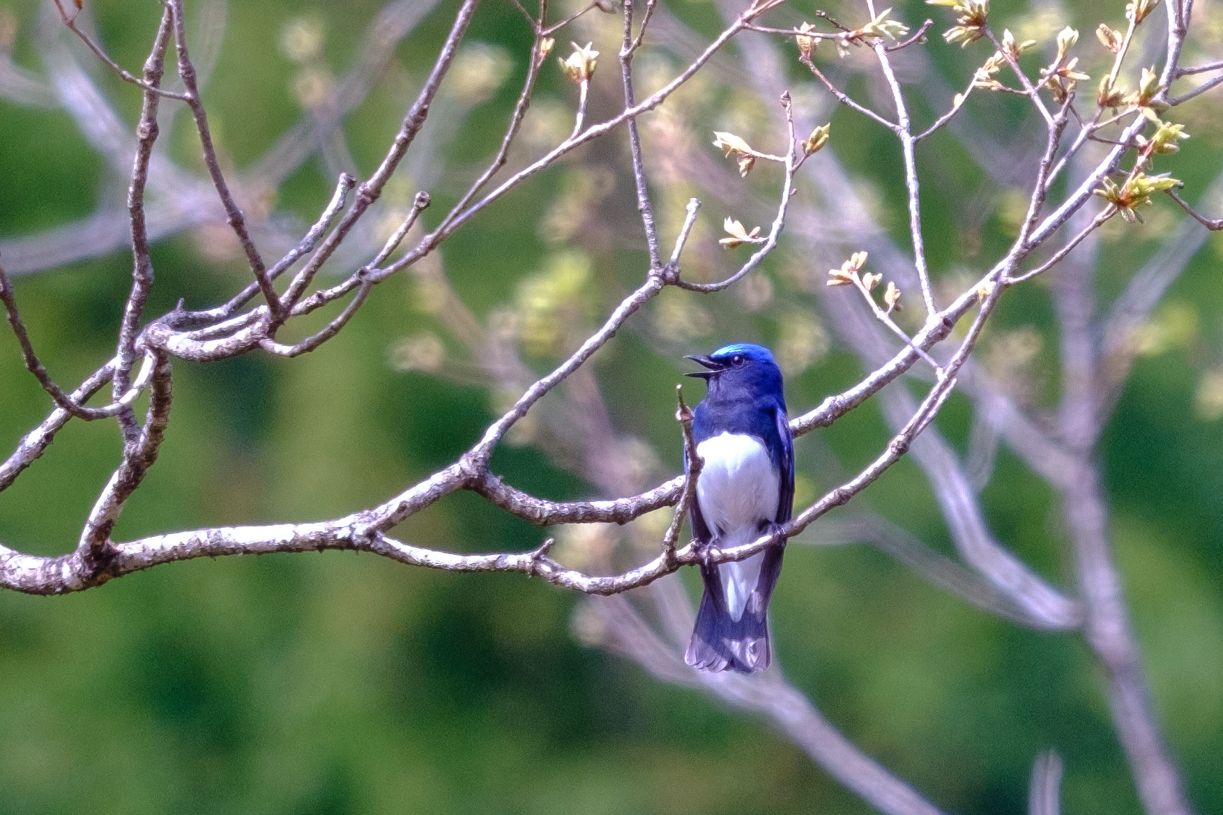 Photo of Blue-and-white Flycatcher at 栃木県民の森 by akkii