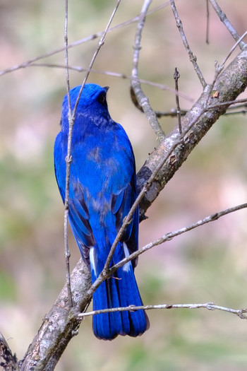 Blue-and-white Flycatcher 栃木県民の森 Fri, 5/3/2019