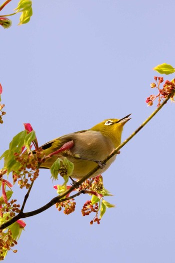 Warbling White-eye 栃木県民の森 Fri, 5/3/2019