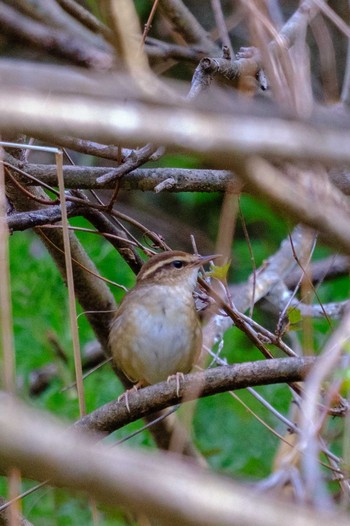 ヤブサメ 栃木県民の森 2019年5月3日(金)