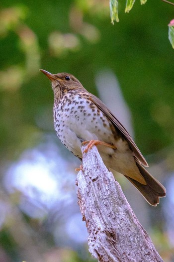 クロツグミ 栃木県民の森 2019年5月3日(金)