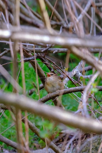 Asian Stubtail 栃木県民の森 Fri, 5/3/2019