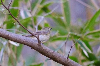 Narcissus Flycatcher 栃木県民の森 Fri, 5/3/2019