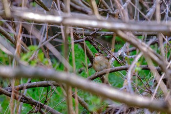 Asian Stubtail 栃木県民の森 Fri, 5/3/2019