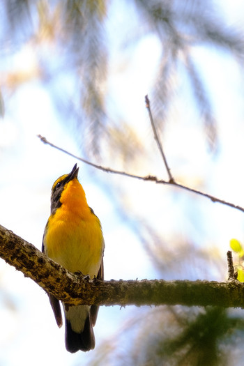 Narcissus Flycatcher 栃木県民の森 Fri, 5/3/2019