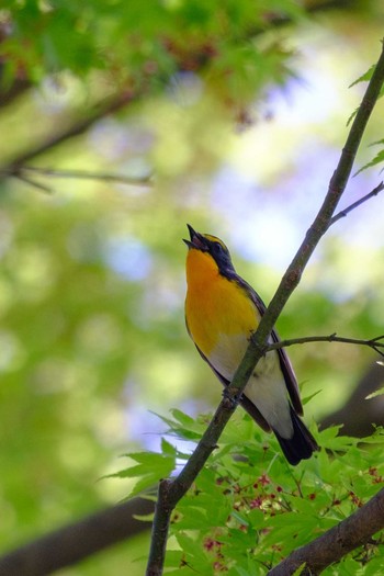 Narcissus Flycatcher 栃木県民の森 Fri, 5/3/2019