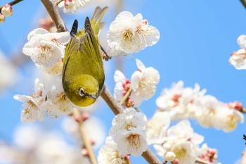 Warbling White-eye 井頭公園 Tue, 3/5/2019