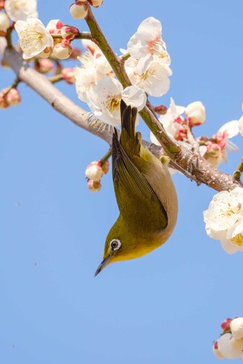 Warbling White-eye 井頭公園 Tue, 3/5/2019