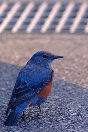 Blue Rock Thrush 西伊豆 Tue, 2/26/2019