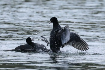 Canon EOS R6で撮影された野鳥写真(Page1) | ZooPicker Canon EOS R6で撮影された野鳥写真(Page1) | ZooPicker