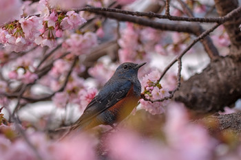 Blue Rock Thrush 西伊豆 Tue, 2/26/2019