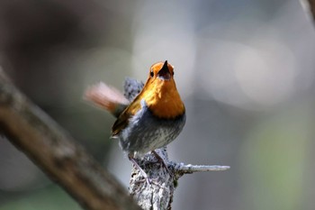 Japanese Robin 松本市 Sun, 5/5/2019