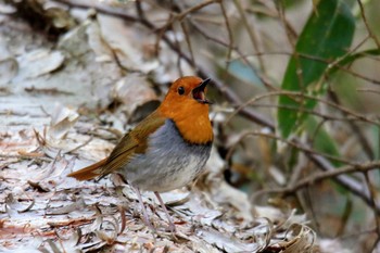 Japanese Robin 松本市 Sun, 5/5/2019