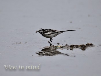 White Wagtail(ocularis) 佐渡島 Unknown Date