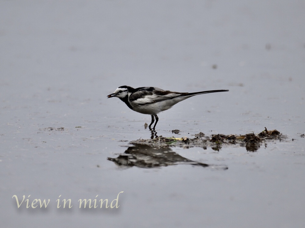 Photo of White Wagtail(ocularis) at 佐渡島 by あおばずく