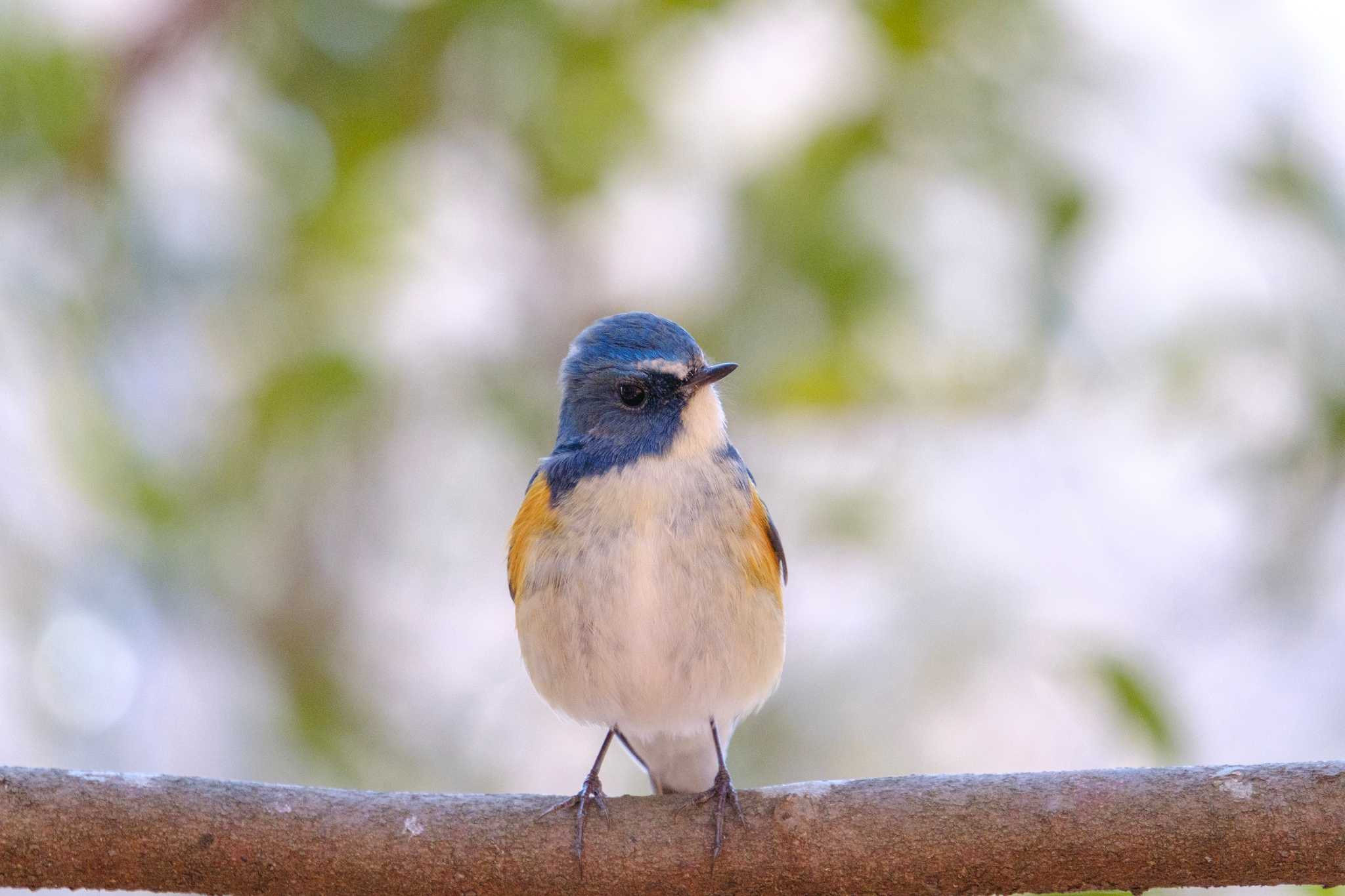 Photo of Red-flanked Bluetail at 井頭公園 by akkii