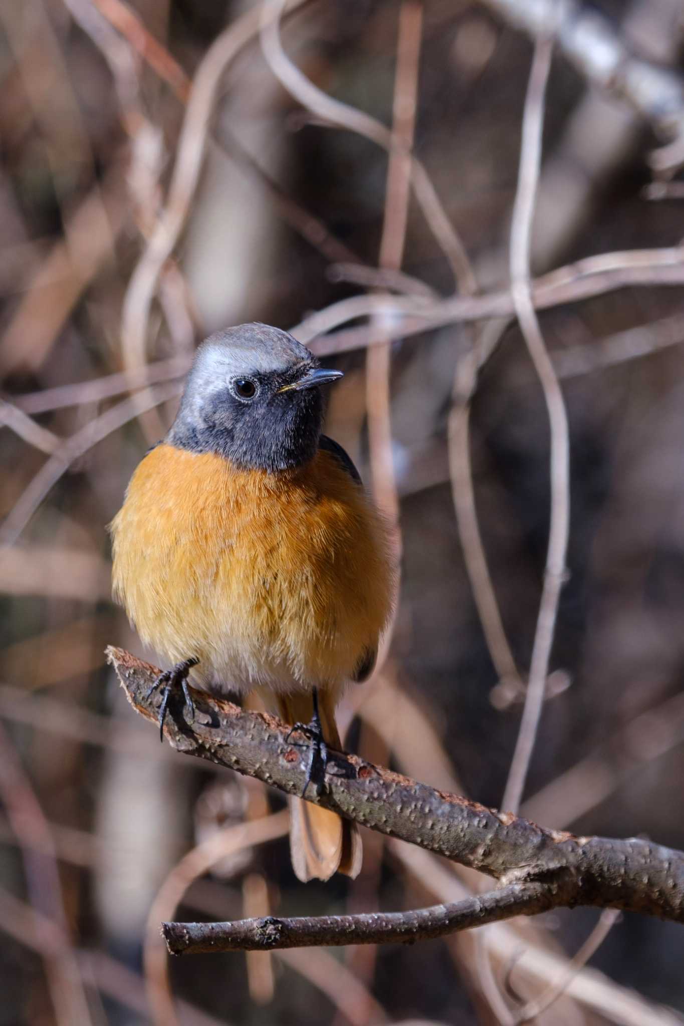 Photo of Daurian Redstart at 井頭公園 by akkii