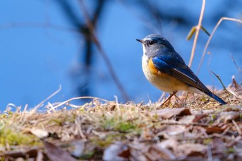 ルリビタキ 井頭公園 2019年2月17日(日)