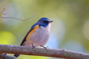 ルリビタキ 井頭公園 2019年2月17日(日)