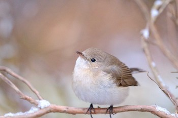 Red-breasted Flycatcher 井頭公園 Sat, 2/9/2019