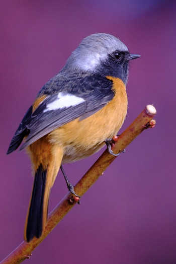 Daurian Redstart 井頭公園 Fri, 2/8/2019