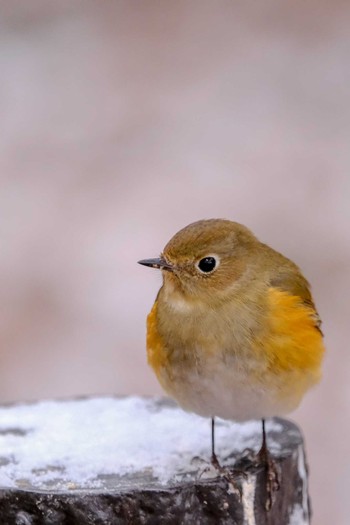 ルリビタキ 井頭公園 2019年2月9日(土)