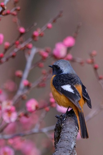 Daurian Redstart 井頭公園 Fri, 2/8/2019