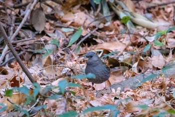 Grey Bunting 井頭公園 Fri, 2/8/2019