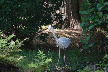 アオサギ 大町公園(市川市) 2018年4月21日(土)