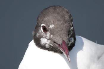 2018年4月21日(土) 不忍池(上野恩賜公園)の野鳥観察記録