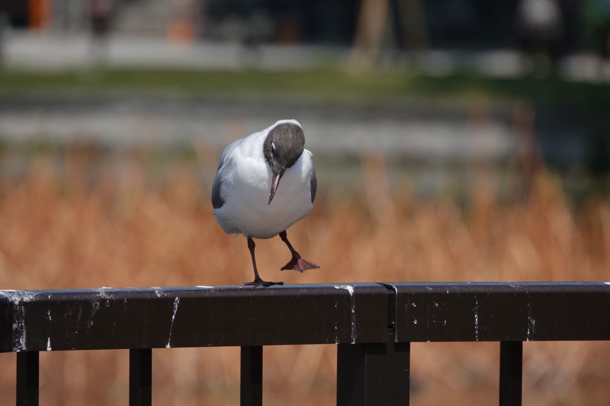 不忍池(上野恩賜公園) ユリカモメの写真 by Hofstadter2303