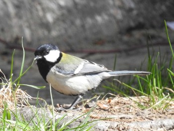 シジュウカラ 札幌 2019年5月5日(日)