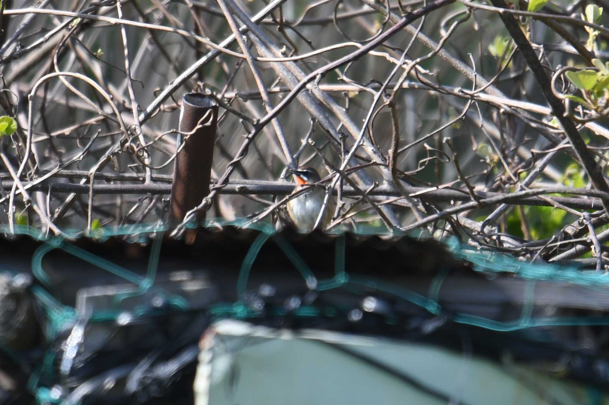 Siberian Rubythroat