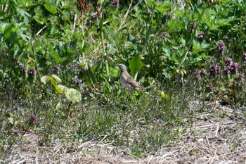 Richard's Pipit Awashima Island Fri, 5/3/2019