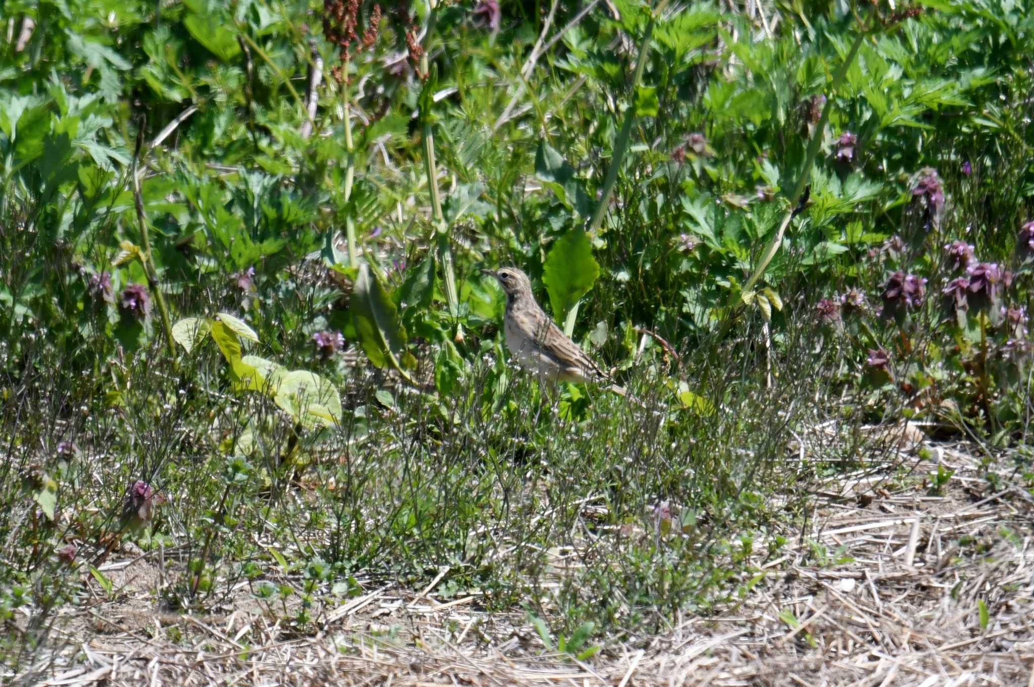 Richard's Pipit