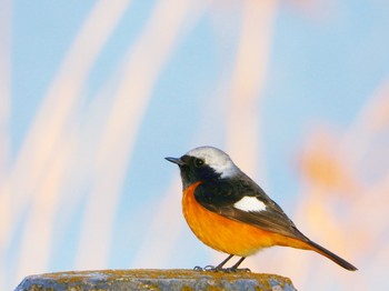 2019年2月21日(木) 多々良沼の野鳥観察記録